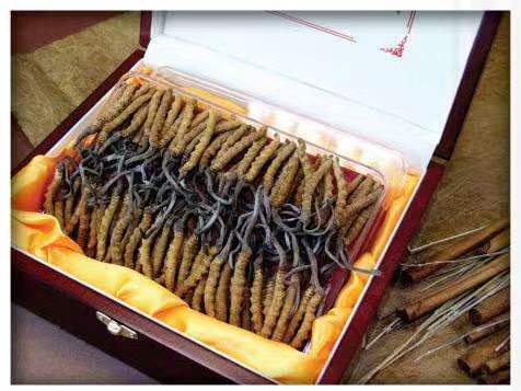 峨蔓镇冬虫夏草回收